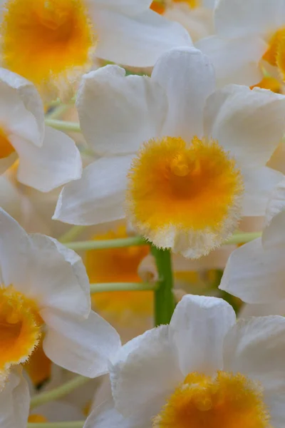 Orkideen Blomstrer Tett – stockfoto