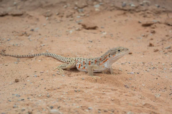 Léopard Long Nez Dans Sable Dans Parc Utah — Photo