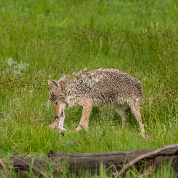 Profil Von Kojoten Die Ein Stück Fleisch Auf Der Grünen — Stockfoto