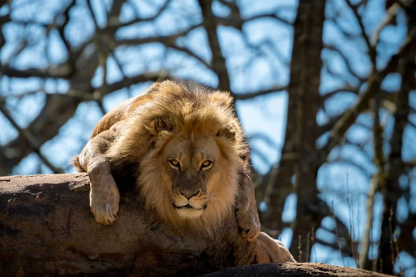 Staring Intensely Lion Highlighting — Stock Photo, Image