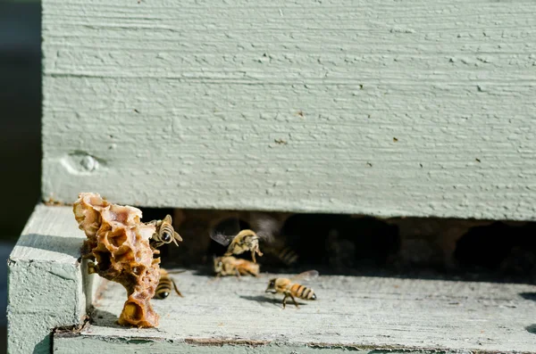 Pieces Beeswax Sit Ledge Beekeeping Box — Stock Photo, Image