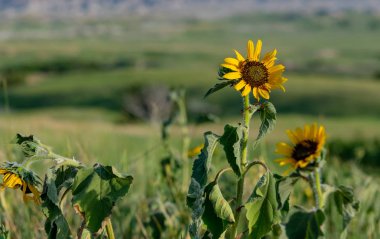 Kopya alanı sola ile sarı ayçiçeği soldurma