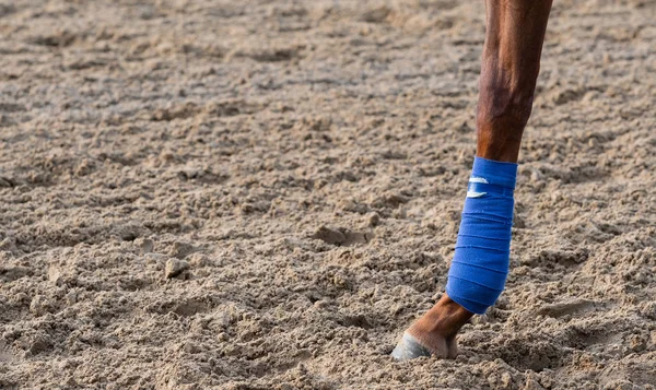 Cavallo Registrato Caviglia Sulla Pista Sterrata Con Spazio Ciopy — Foto Stock