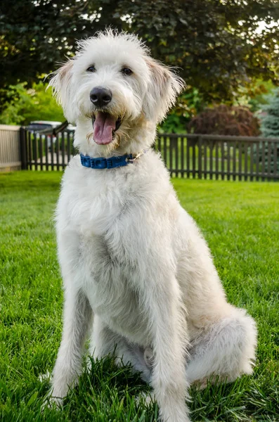 Ein Weißer Labradoodle Sitzt Auf Kommando Und Wartet Auf Die — Stockfoto