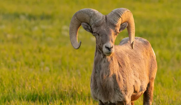 Ovelhas Bighorn Fecha Olhos Aparece Para Sorrir Início Manhã Luz — Fotografia de Stock