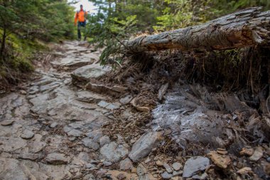 İğne buz tarafındaki Smokies iz