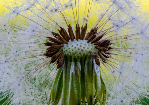 Centro Dandelion Close Verão — Fotografia de Stock