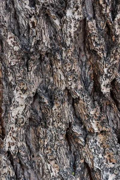 Ayrıntı Gnarly ağaç kabuğu dikey arka plan görüntü
