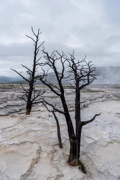 Dry Trees Volcanic Hot Springs Overcast Day — Stock Photo, Image