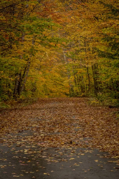 Narrow Lane Attende Una Coperta Foglie Autunnali Nella Foresta Stagionale — Foto Stock