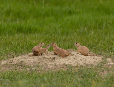 Çayır köpekleri höyük üzerinde duran ailesi