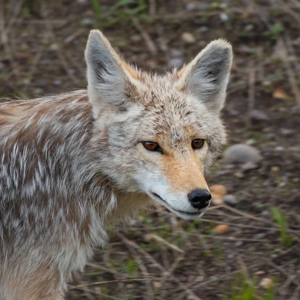 Gezicht Van Wild Coyote Prowling Door Vallei — Stockfoto