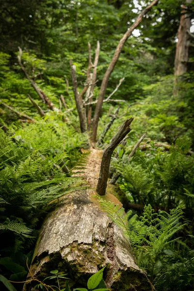 Árbol Caído Yace Suelo Del Bosque Los Ahumados — Foto de Stock