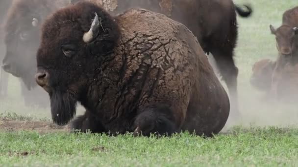 Κοντινό Πλάνο Της Bison Κάθεται Στο Μπάλωμα Βρωμιά Στο Πεδίο — Αρχείο Βίντεο