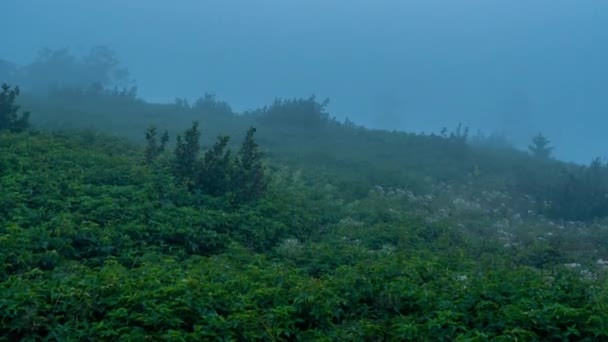 绿色斜坡上的草岭雾 — 图库视频影像
