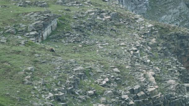 Grizzly Och Mor Ungar Boulder Till Fältet Högt Berg — Stockvideo