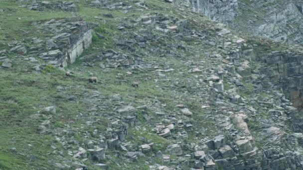 Grizzly Bears Scavenge Nel Campo Alta Montagna Montana — Video Stock