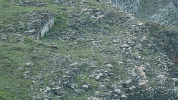 Madre Grizzly Cachorros Ladera Alta Montaña Parque Nacional Glaciar — Vídeos de Stock