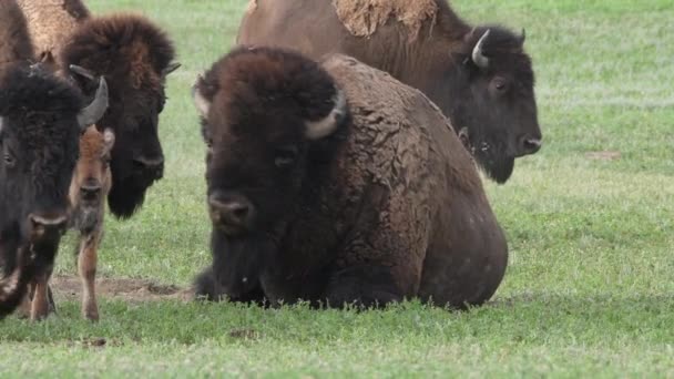 Male Bison Breathes Heavily While Sitting Dirt Patch — Stock Video
