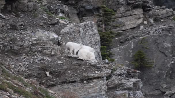 Mountain Goat Kid Wants Play — Stock Video