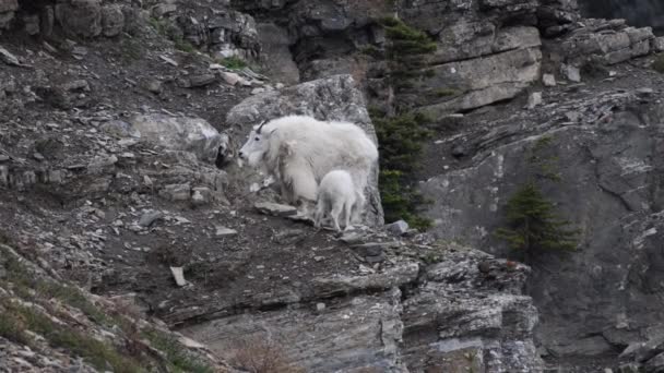 Mountain Goat Kid Juega Con Padre Área Alpina Alta — Vídeo de stock