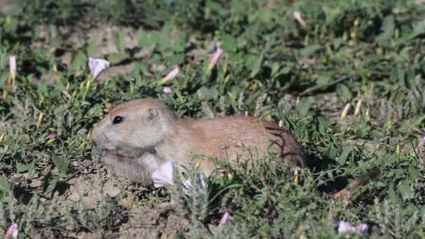 Çayır Köpeği Grazes Çayır Köpeği Şehirdeki — Stok video