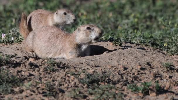 Prairiehond Loopt Tot Een Andere Die Chirping — Stockvideo