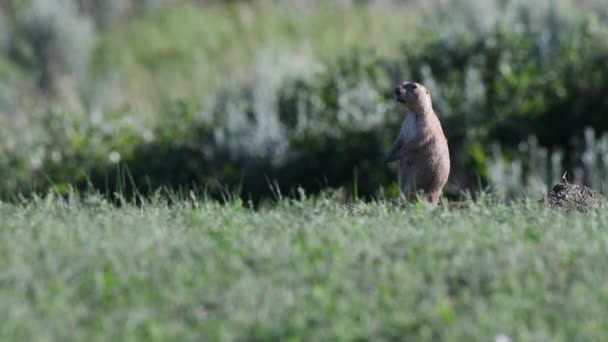 Prairie Dog Stands Chirps — Vídeo de stock