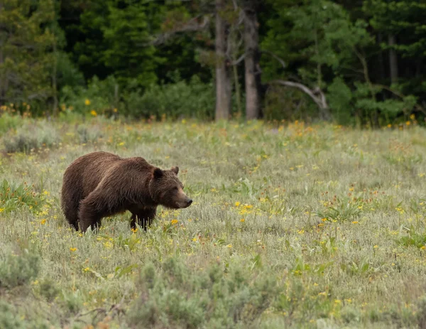 Grizzly Medve Profilját Mutatja Neki Erőt Nyári Mezőben Lévő — Stock Fotó