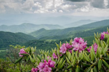 Purple rhododendron bloom in the Roan Mountain Highlands each June clipart