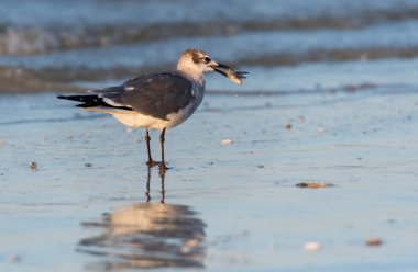 Küçük bir balık yakalamak sonra adım Snowy balıkçıl alır