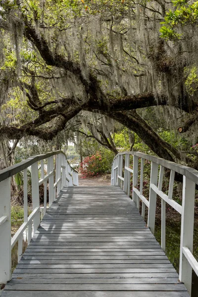 Spanish Moss Covered Branches Cover Bridge Charleston Garden — Stok Foto