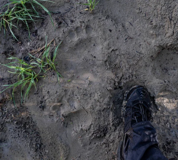 Walking Thick Muddy Path Bear Foot Print — стоковое фото