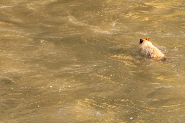 Negro Oso Nada Través Ancho Río Con Espacio Copia Izquierda —  Fotos de Stock