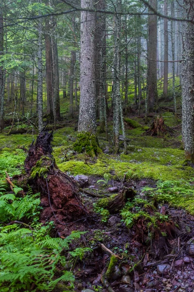 Sisli Gün Yosunlu Orman Katta Kalın Batı Ormandaki — Stok fotoğraf