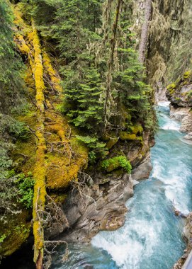 Yosun kaplı ağaç Johnston Kanyon