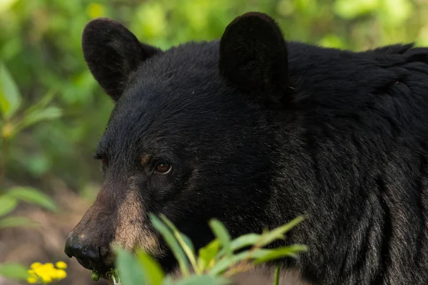 Close Faccia Orso Nero Campo — Foto Stock