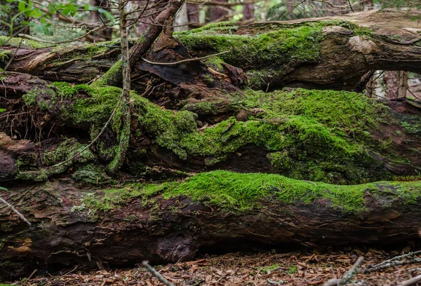 Grueso Musgo Verde Crece Troncos Caídos Largo Del Sendero Apalache — Foto de Stock