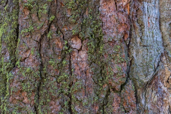 Mossa Växer Sequoia Bark Som Täcker Bilden — Stockfoto