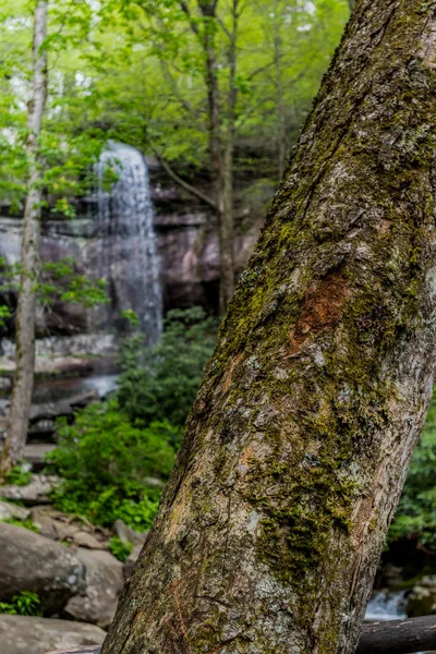 Moss Covered Tree with Rainbow Falls in Background on a hike near Gatinlinburg, Tennessee