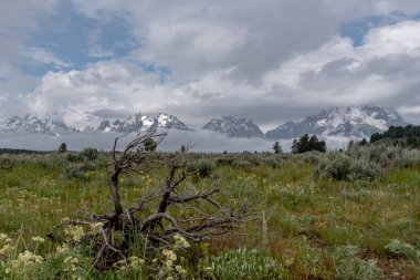 Alanında Tetons dönen bulutlar ile önünde ölü odun