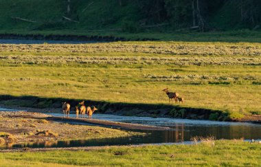 Elk Lamar Valley geç öğleden sonra ışık Nehri