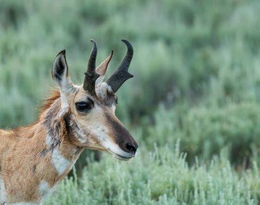 Pronghorn antilop suratla kopya alanı sağa