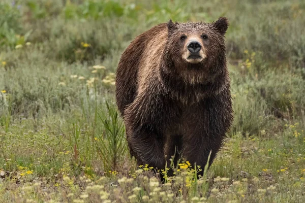 Vista Del Volto Grizzly Bear Nel Campo Estivo — Foto Stock