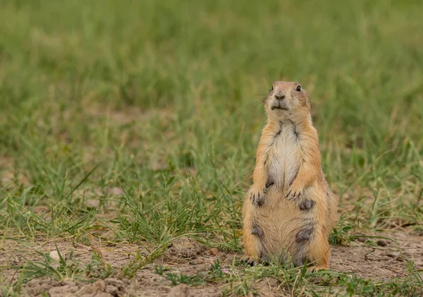 Marmota Hembra Anima Campo Con Espacio Copia Izquierda — Foto de Stock