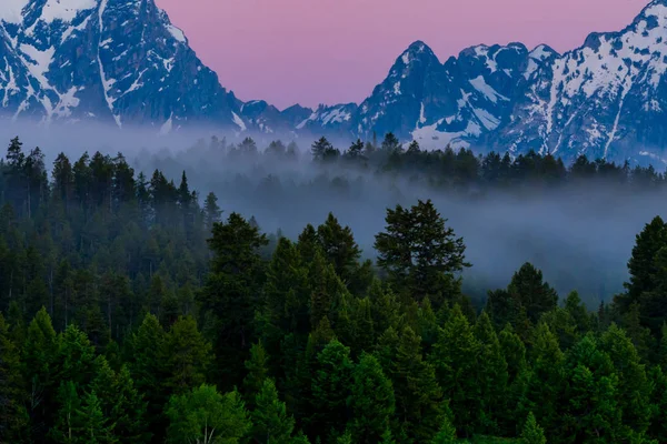 Fog Wanders in and out of line of trees with pink sky and Tetons range