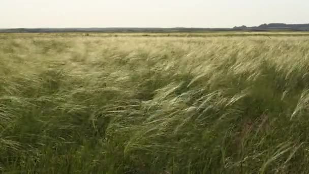 Weiter Blick Auf Hohes Gras Das Wind Weht — Stockvideo