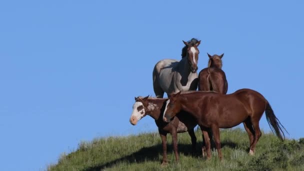 Wildpferde Stehen Wind Vor Blauem Himmel — Stockvideo