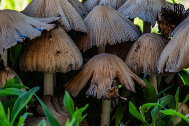 Grup küçük kahverengi mantar yakın çekim ormanda
