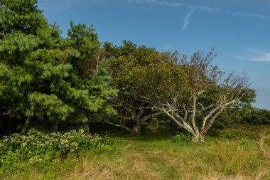 Grove, ağaçlar üzerinde Gregory kel yaz